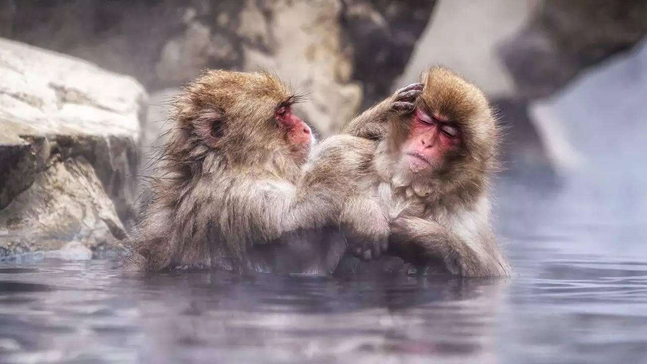 An Insider's Guide To Japan’s Jigokudani Monkey Park, Where Monkeys Have Spa Days!