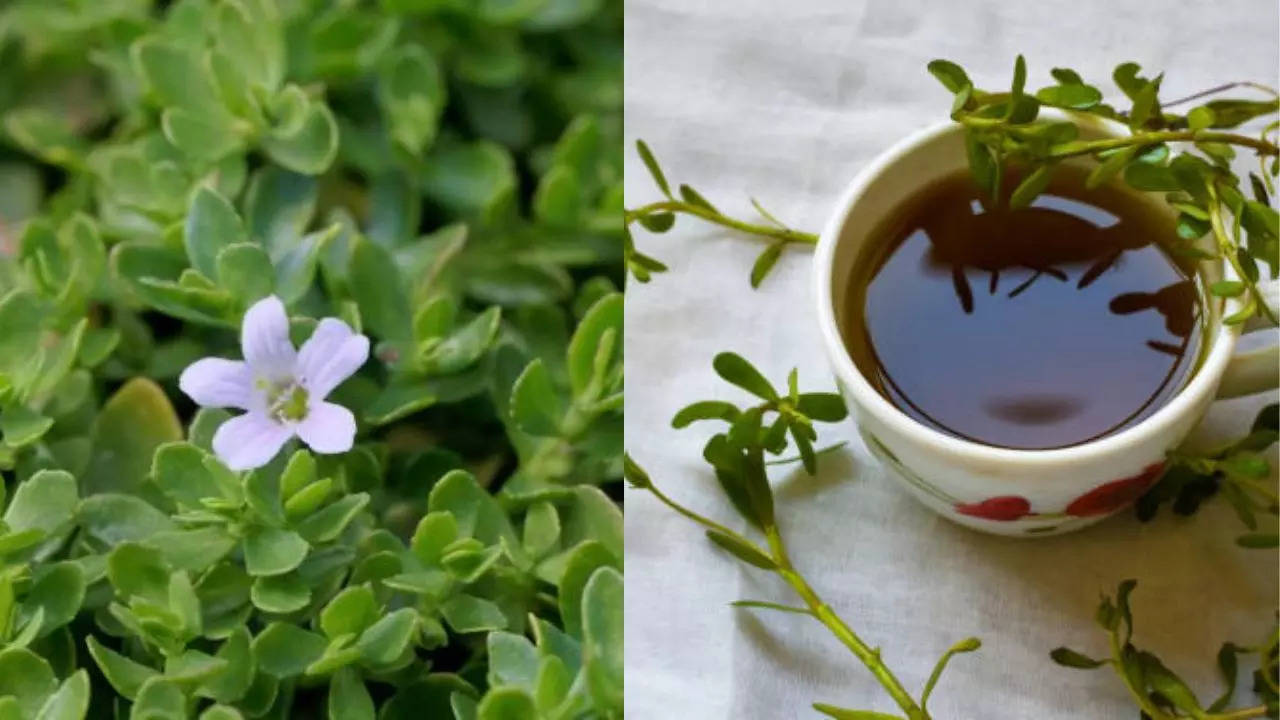 Brahmi, an Ancient Indian Ayurvedic Herb Helps Improve Memory And Brain Health 