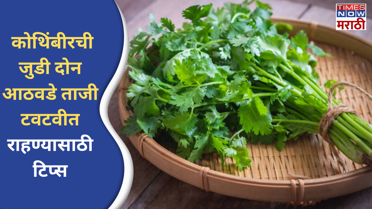 storage tips to keep coriander fresh many days in the fridge