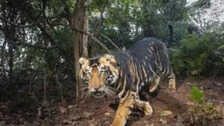 Rare melanistic tiger dies in Odisha's Similipal Reserve, only 20 left in its only habitat