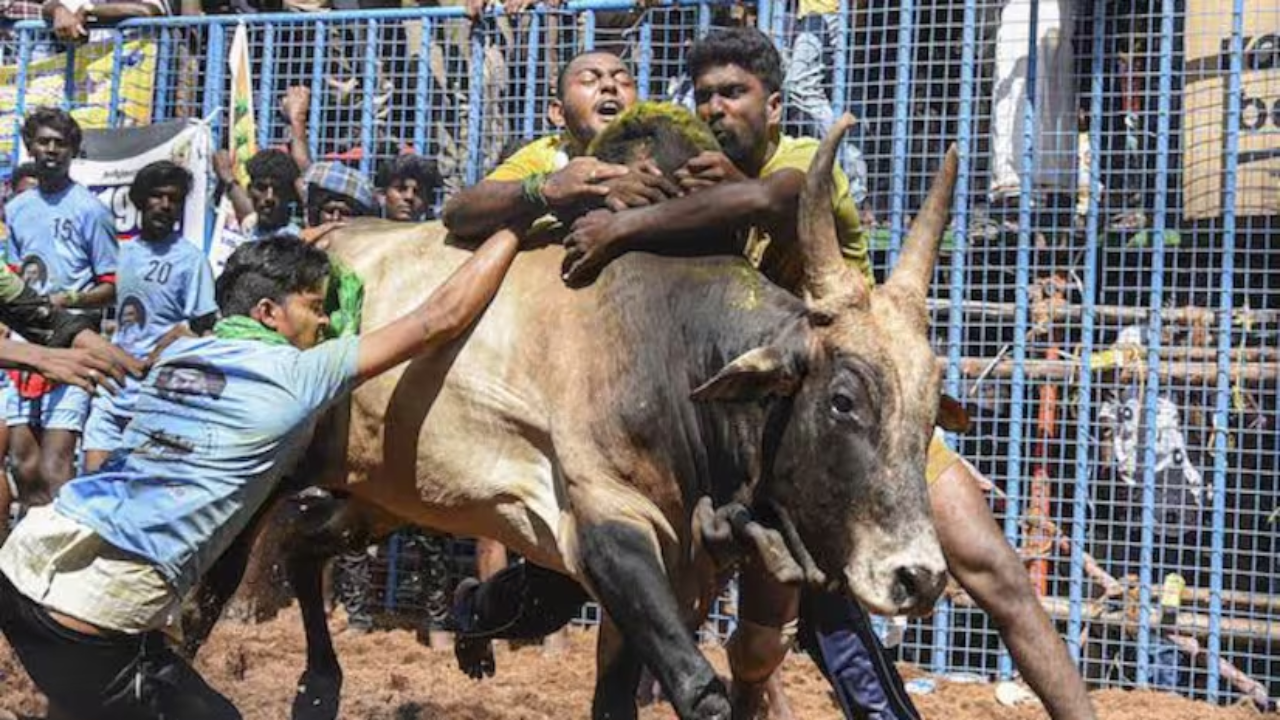 Jallikattu event kills several in Tamil Nadu