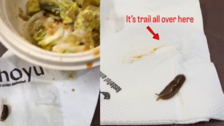 Something was going on as Hyderabad woman orders quinoa avocado salad, finds live snail in it - video