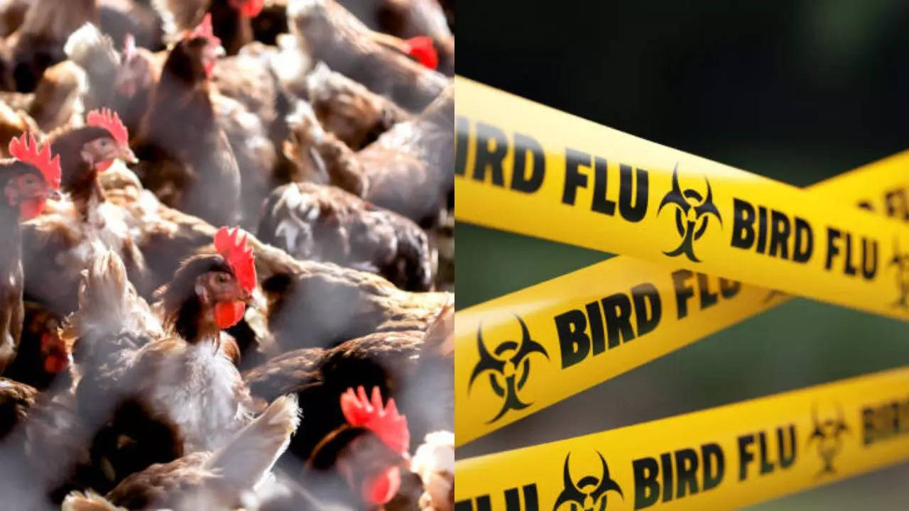 US bird flu: H5N1 influenza first detected in commercial flock in Georgia; All poultry activities suspended