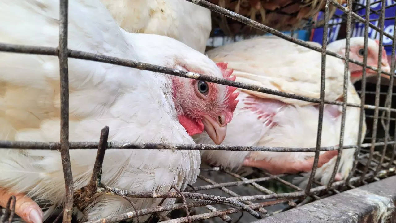 Chicken Shop in Kolkata KMC new rule meat sellers not openly sell chicken in kolkata