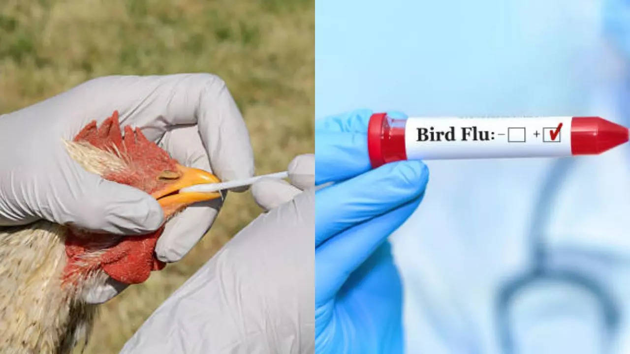 H5N1 Bird Flu Warning: Is India Prepared For The Next Big Virus Outbreak?