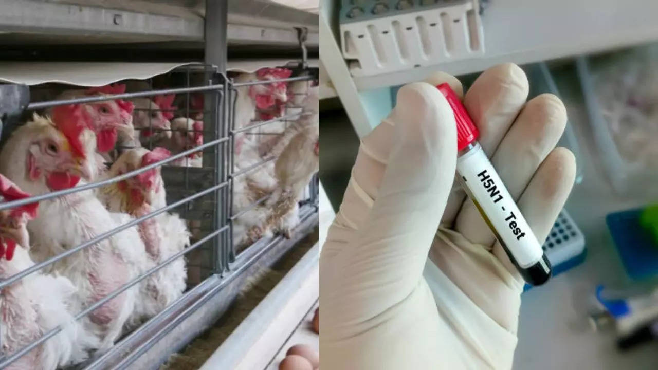 Bird flu cases rising in US, H5N1 hits Georgia poultry industry: Things you can do to keep yourself safe