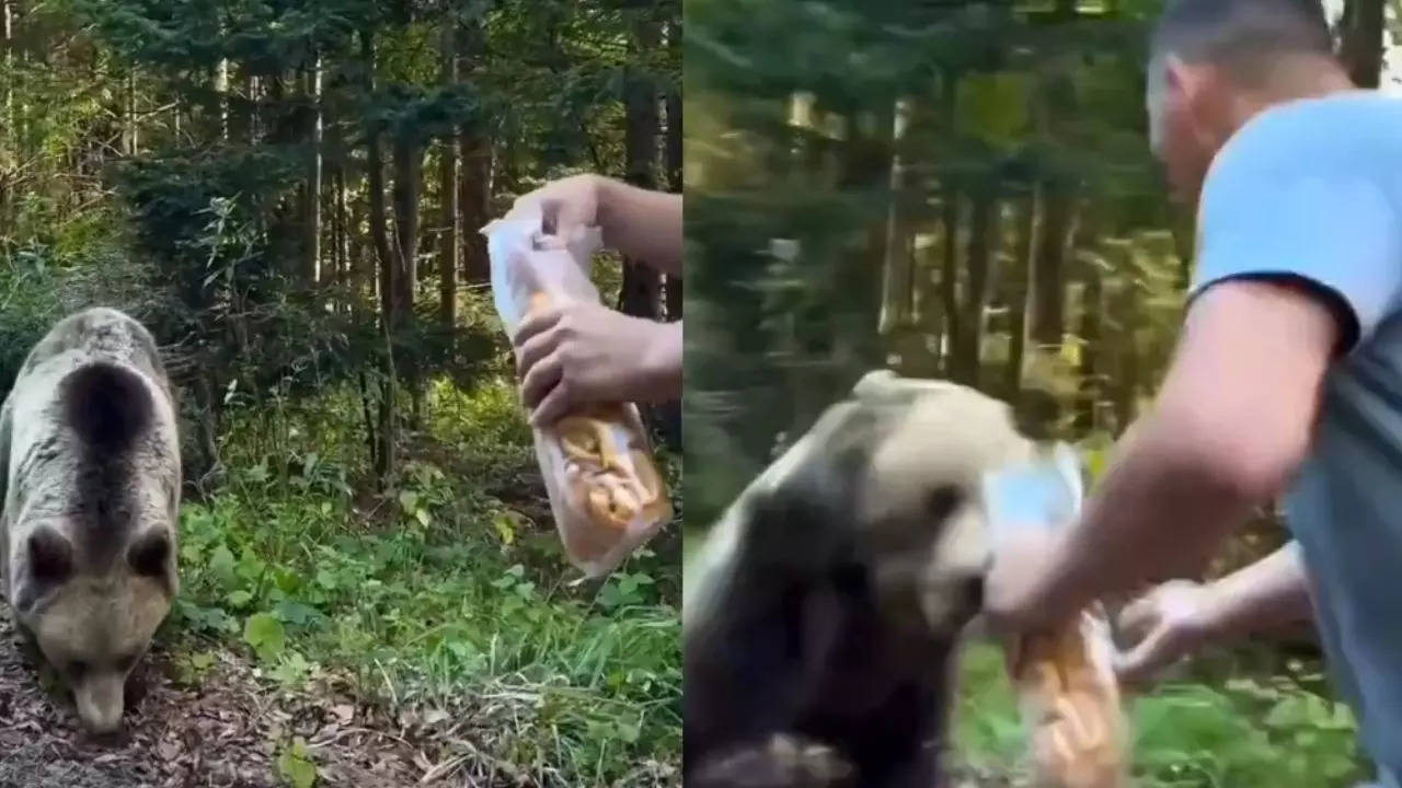 Man Versus Bear