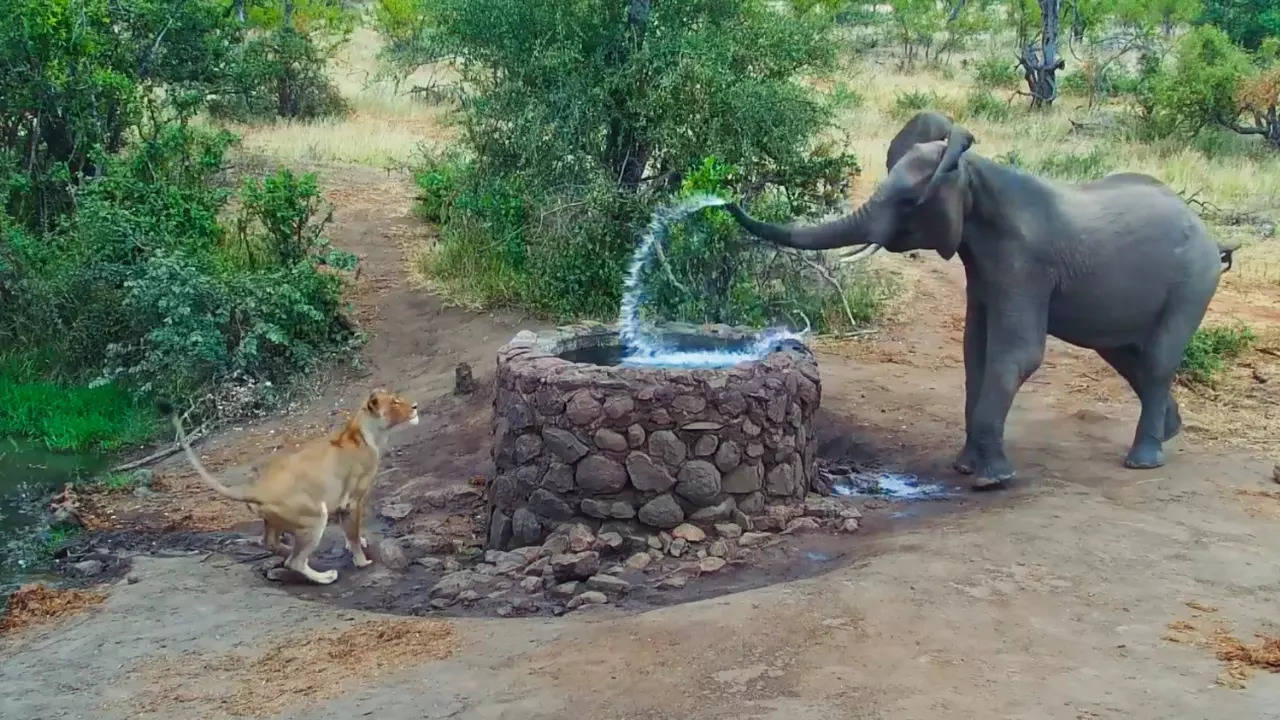 An elephant sprays water at a lioness hiding behind a well. Aidan Rademeyer/Latest Sightings