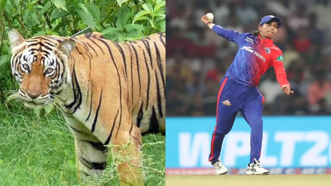 ‘The Victim Of The Tiger Attack is My Aunt’: Indian Cricketer Confirms Shocking News