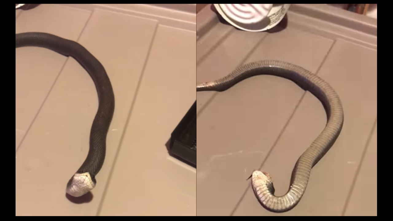 Video of snake ‘playing dead’ goes viral.