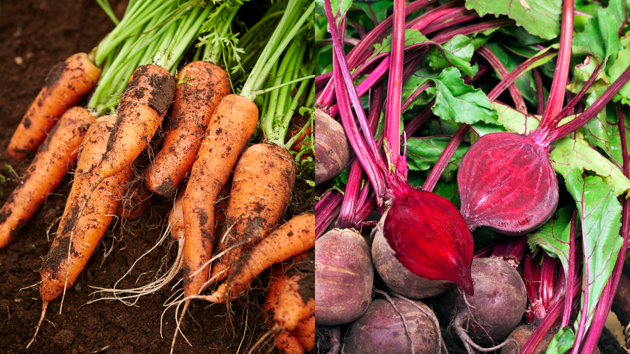 How vegetables like carrots and beetroot keep you warm and balanced