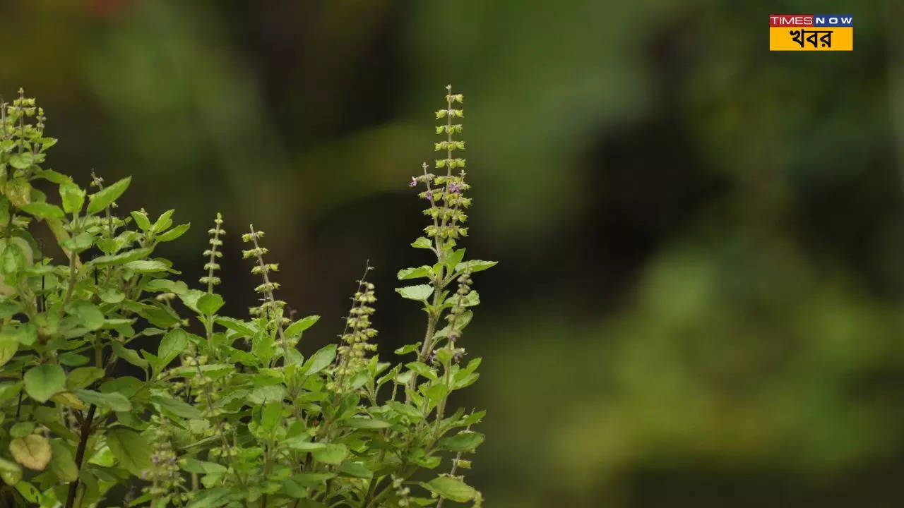 plucking rules of tulsi leaves