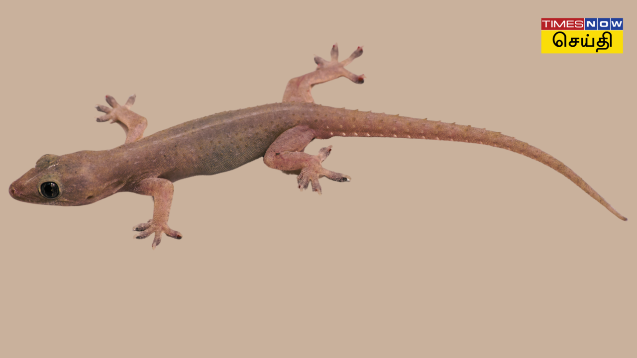  காலில் பல்லி விழுந்தால், கண்டிப்பா இது நடக்கும்! பல்லி விழும் பலன் 