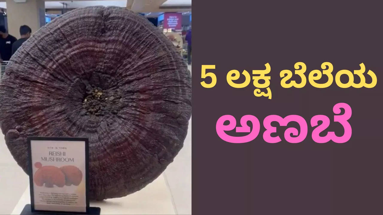 ಏನಿದು... ಈ ಅಣಬೆಗೆ 5 ಲಕ್ಷ ರೂಪಾಯಿಯೇ?... ಅಂತಹುದ್ದೇನಿದೆ ವಿಶೇಷತೆ?