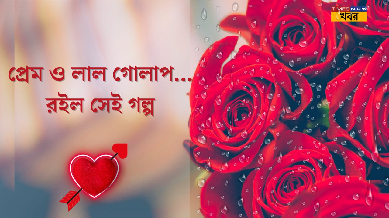 significance of red rose in valentines week