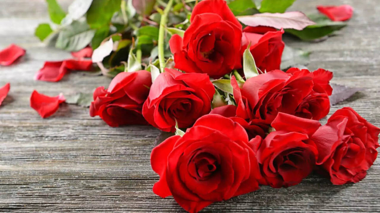 when is rose day celebrated in 2025? know the importance of rose dinam in valentine's week