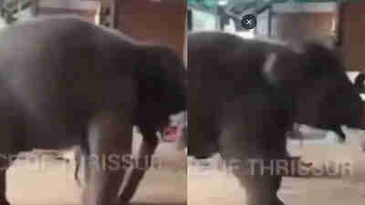 WATCH: Viral Baby Elephant Dance Sparks Debate—'Is It Joy Or ...