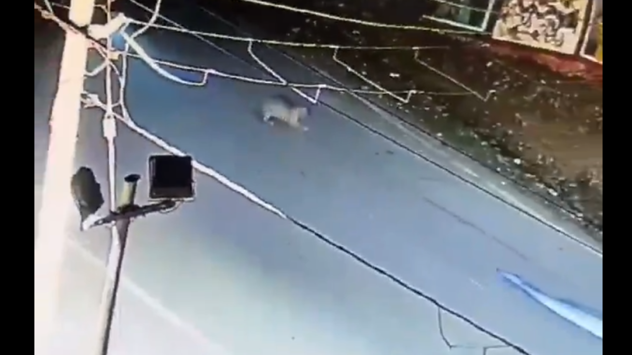 leopard jumps to cross road, collides with milkman in udaipur. then this happened