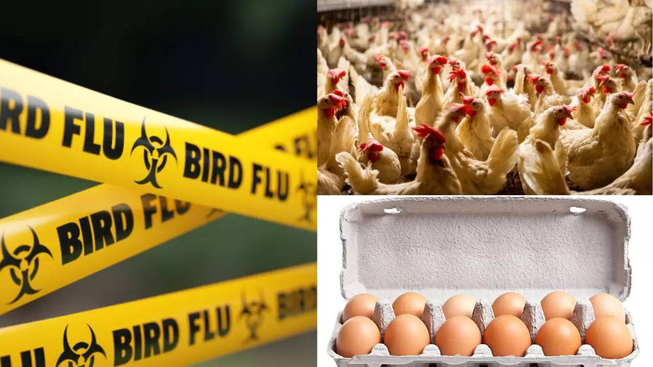 Bird flu outbreak in India: Is it safe to consume chicken and eggs?