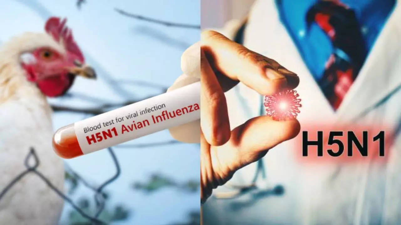 Bird flu outbreak: Vyoming first confirms the case-should you be worried?