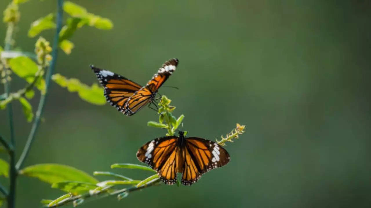 The teenager injection butterfly lives in the body, dies from sepsis; How does the infection spread?