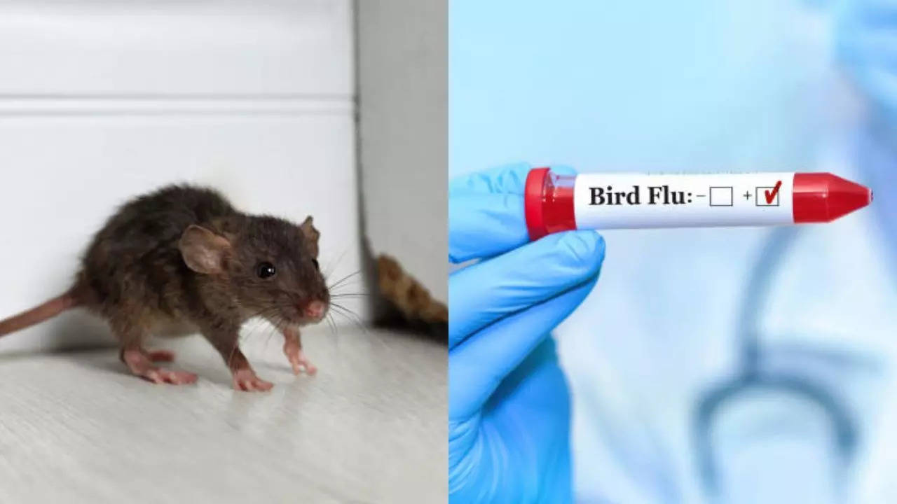 USDA report Bird Flu confirmed in mice for the first time