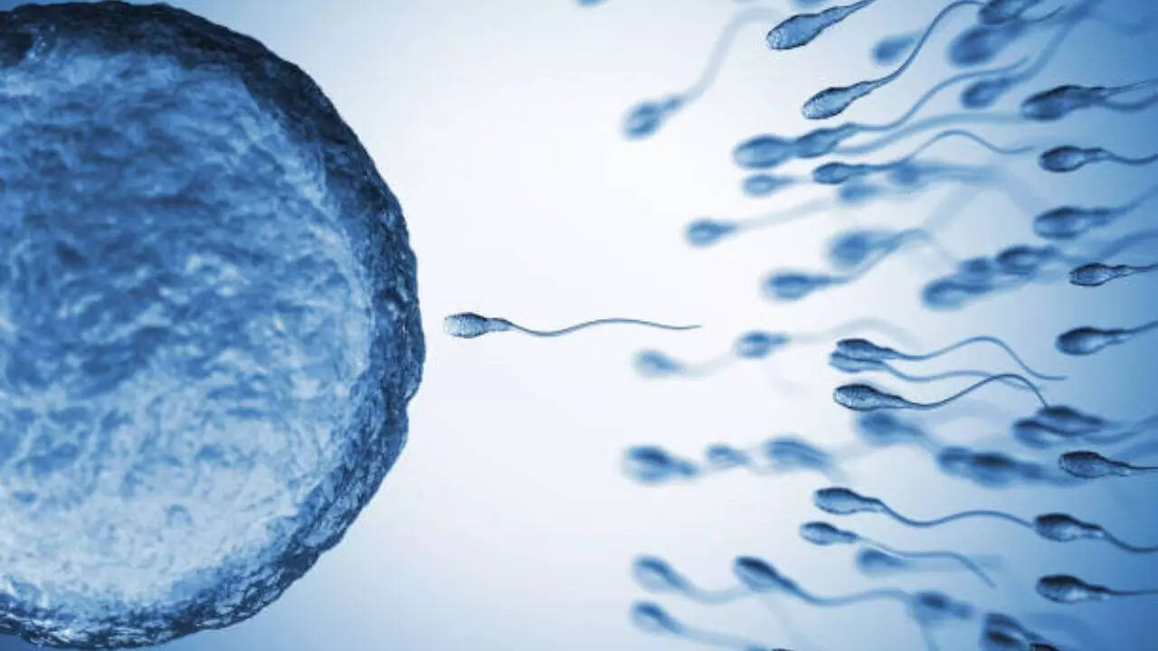 Explained: A new study claims that the quality of a man’s sperm decides how long he will live Explained: A new study claims that the quality of a man’s sperm decides how long he will live