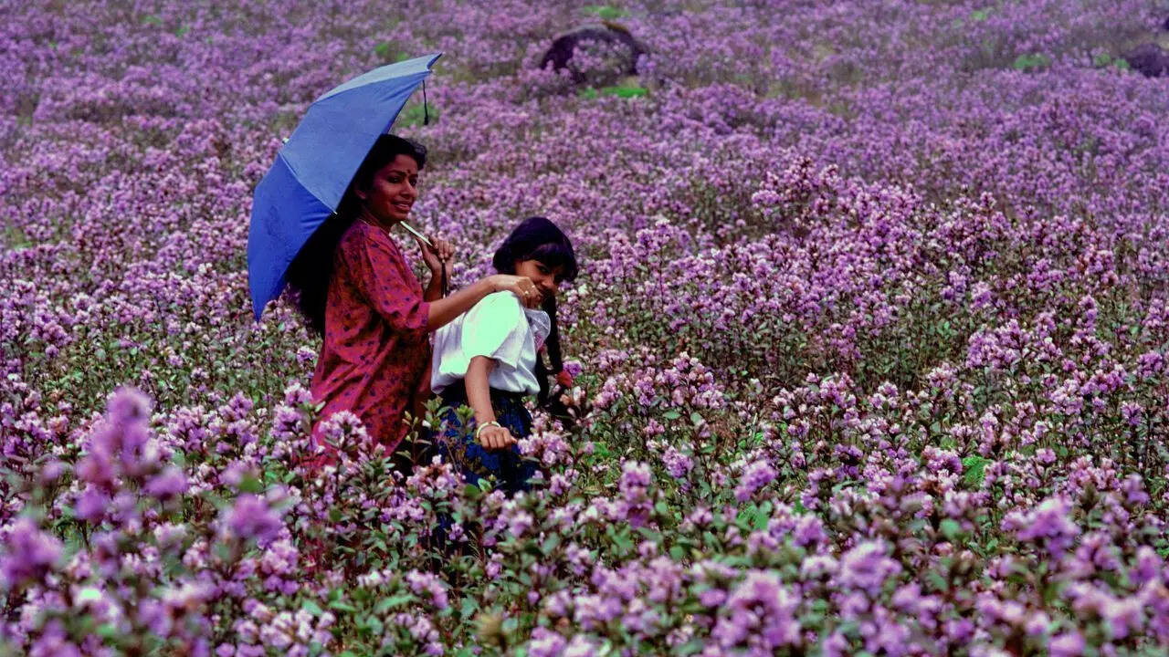 This Region In India Which Has A Flower That Blooms Only Once In 12 Years