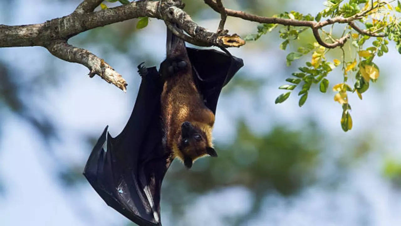 Pandemic Alert: New Coronavirus Discovered in South American Bats; Could It Infect Humans?