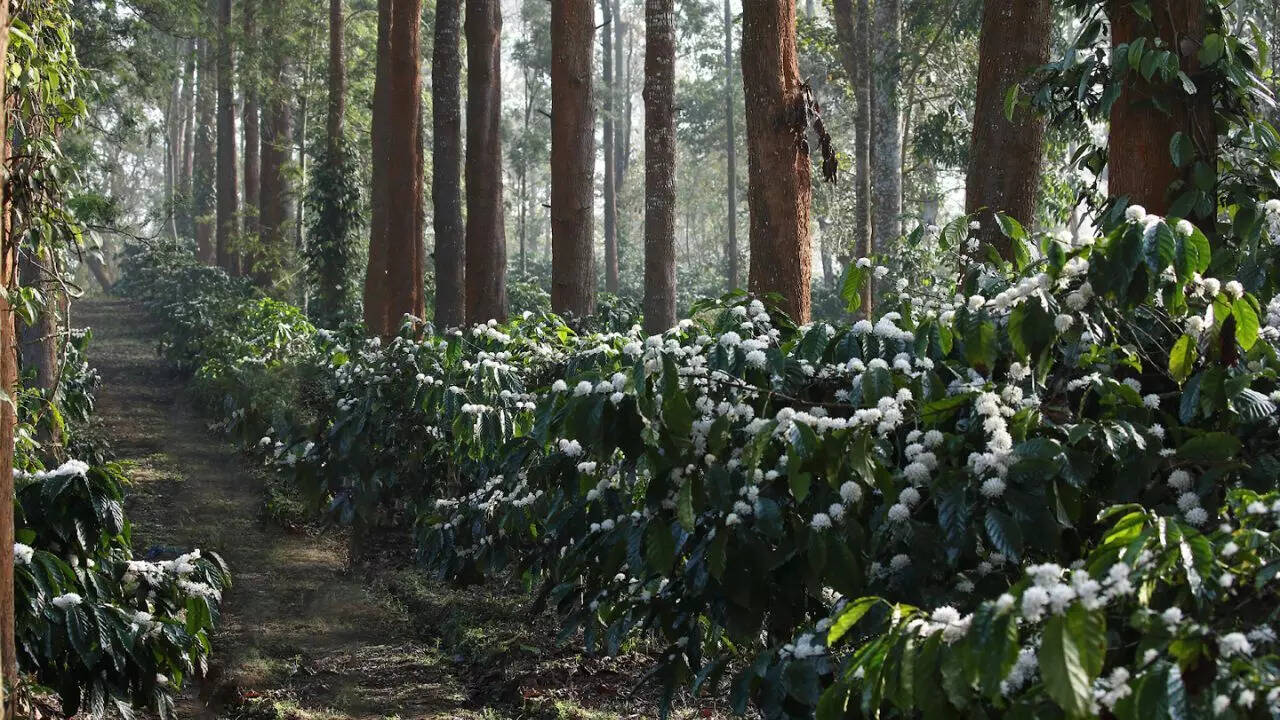 Did You Know India Has Its Own Version of Cherry Blossoms? And It Smells Like Coffee!