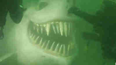 Diver's Worst Fear? Scary Shark Statue Lurking In Swiss Lake ...