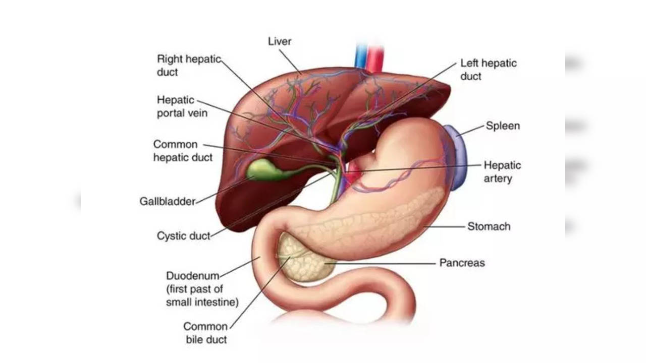 Anatomy Of Liver