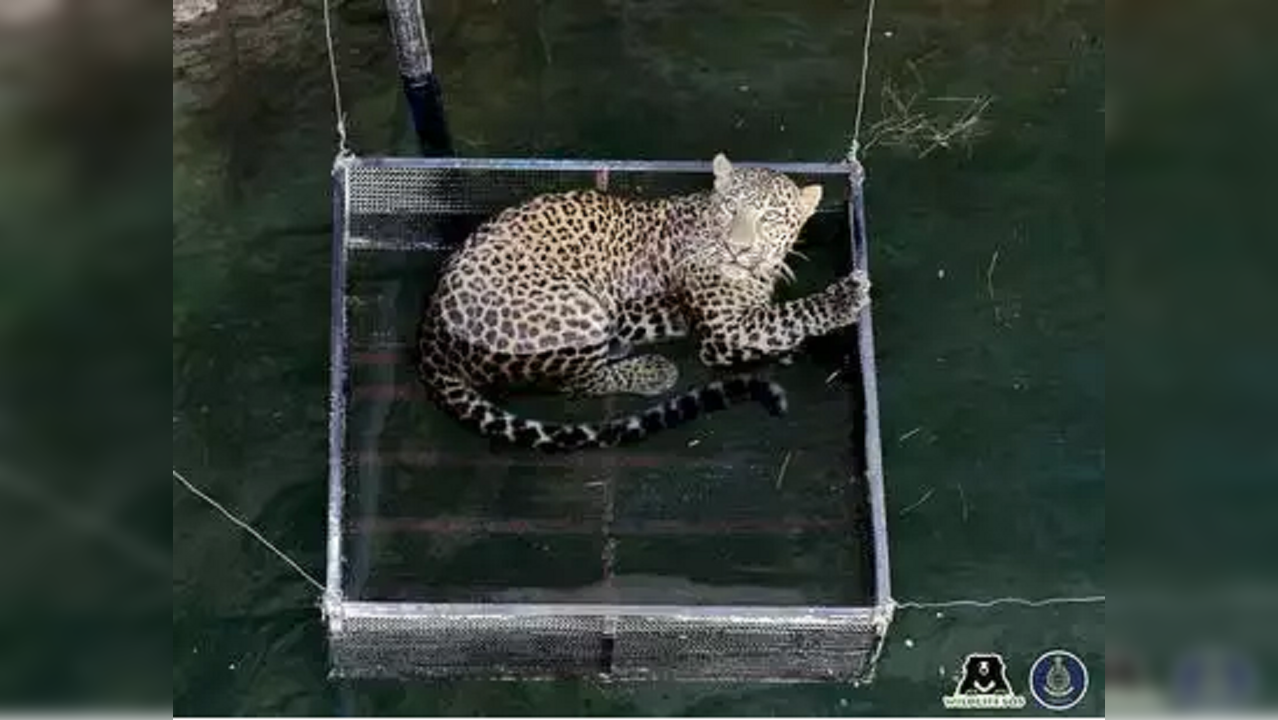 Leopard falls into well