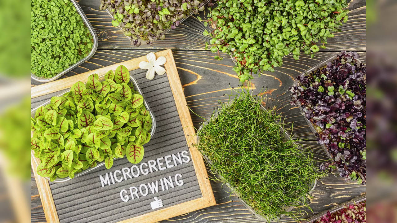 Microgreens must not be confused with sprouts