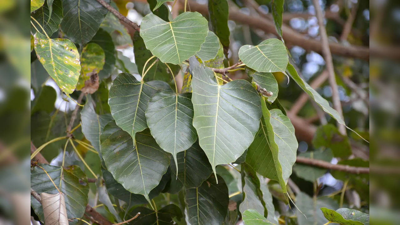 People of Telangana town come together to save century old peepal tree