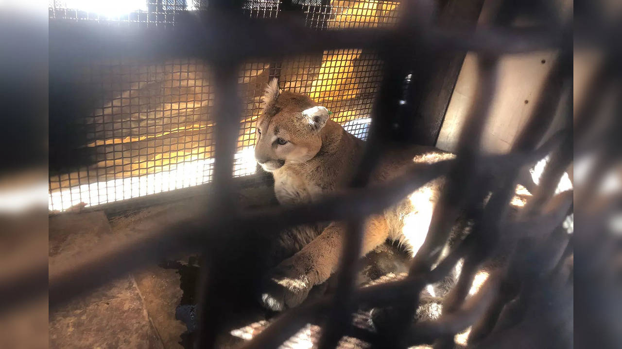 Family dog finds mountain lion under home