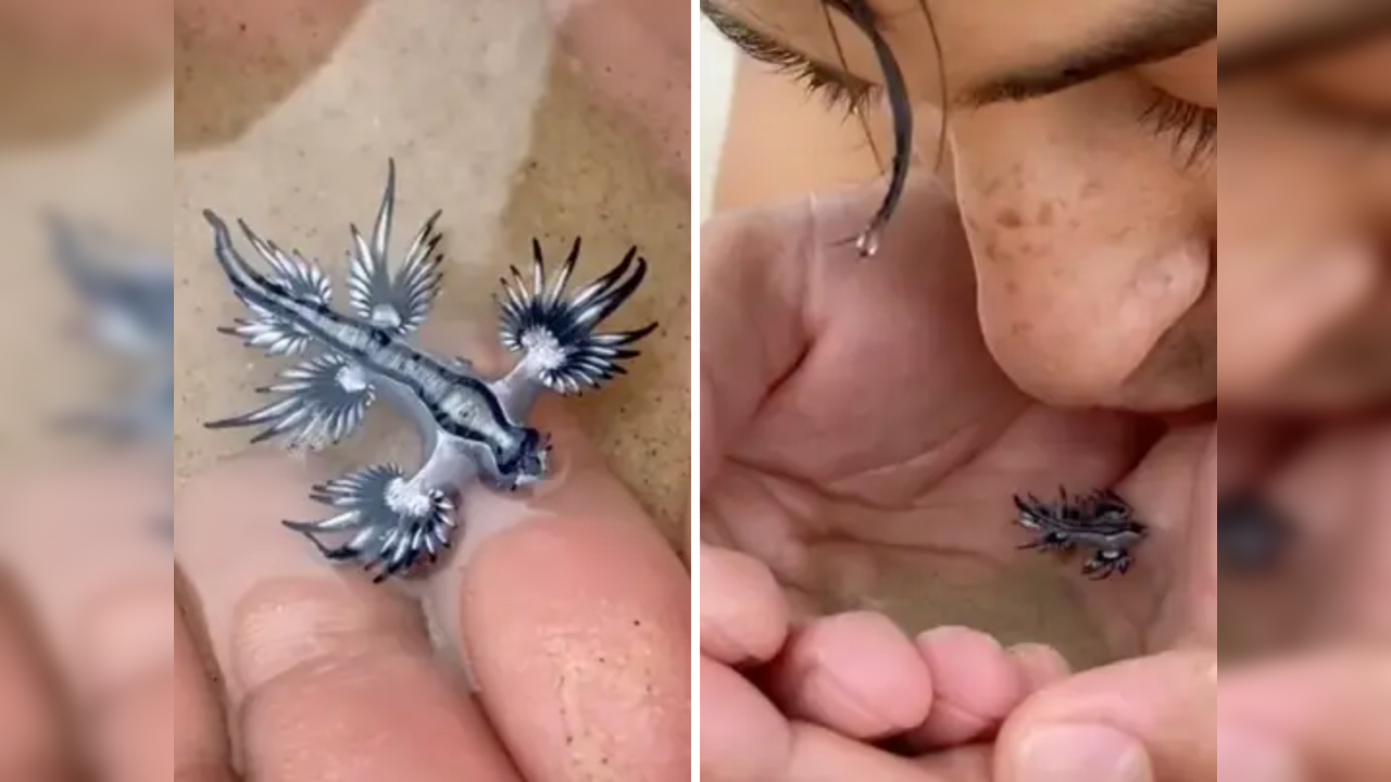 Blue dragon, one of the rarest creatures in the world