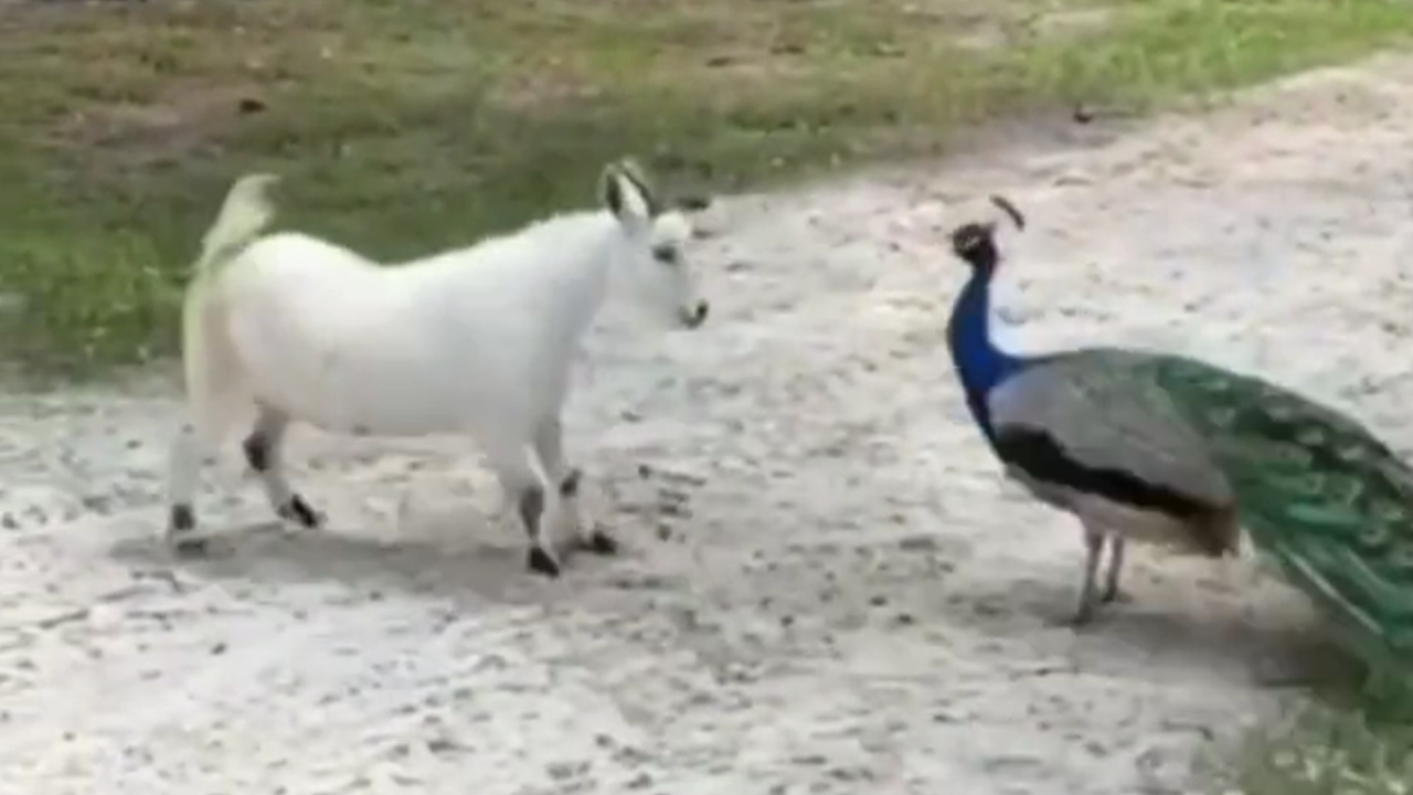 peacock vs goat viral video