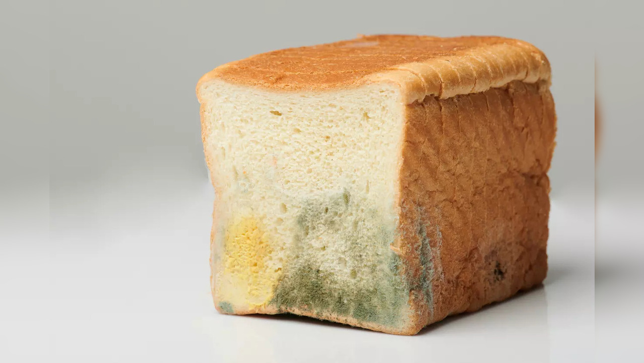 How to save bread from moulding? Can fungus kill you? Summertime food
