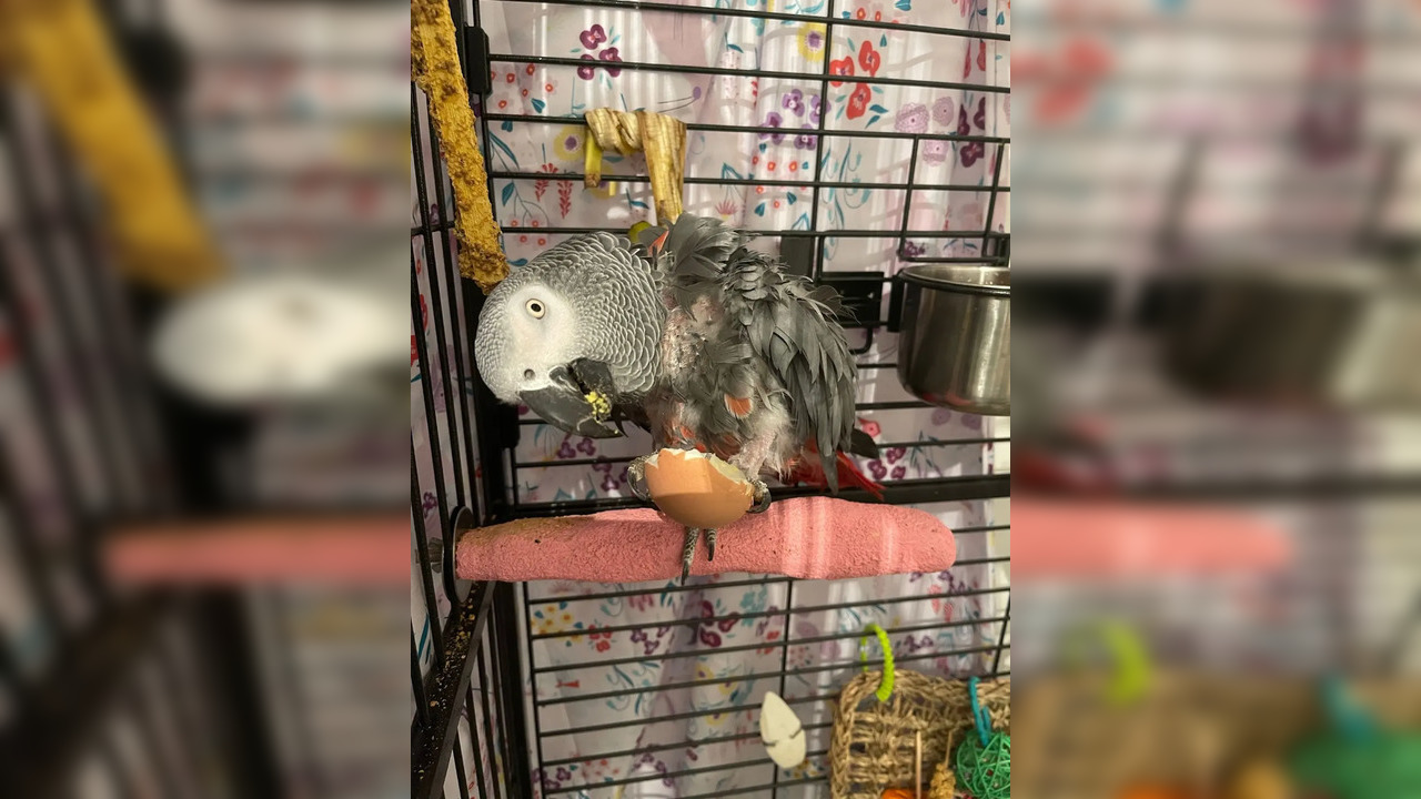 Jesse, the African Grey, was rehomed in South Wales. | Image courtesy: RSCPA