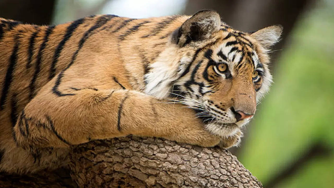 delhi zoo recorded seven big cat deaths in 2.5 years: report