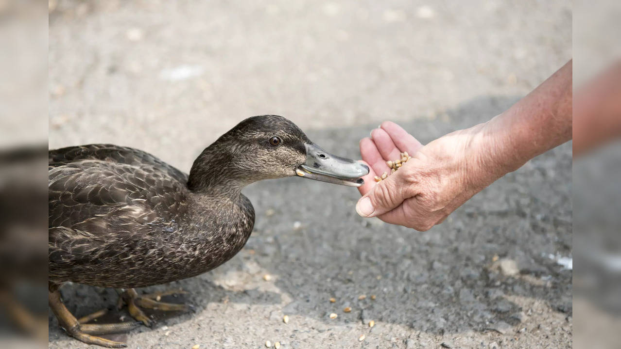 FEED DUCKS