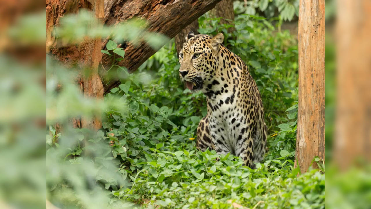 leopard-iStock-595360436