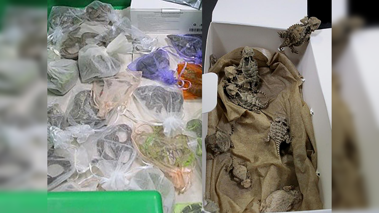 Authorities find 52 reptiles hidden in man’s clothing