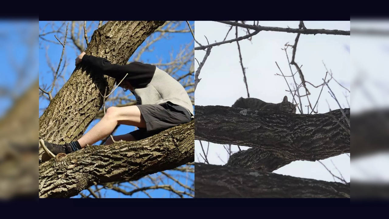 Owen, 17 stuck in a tree (left); the cat looks on from another branch (right) | Image courtesy: Indianapolis Fire Department