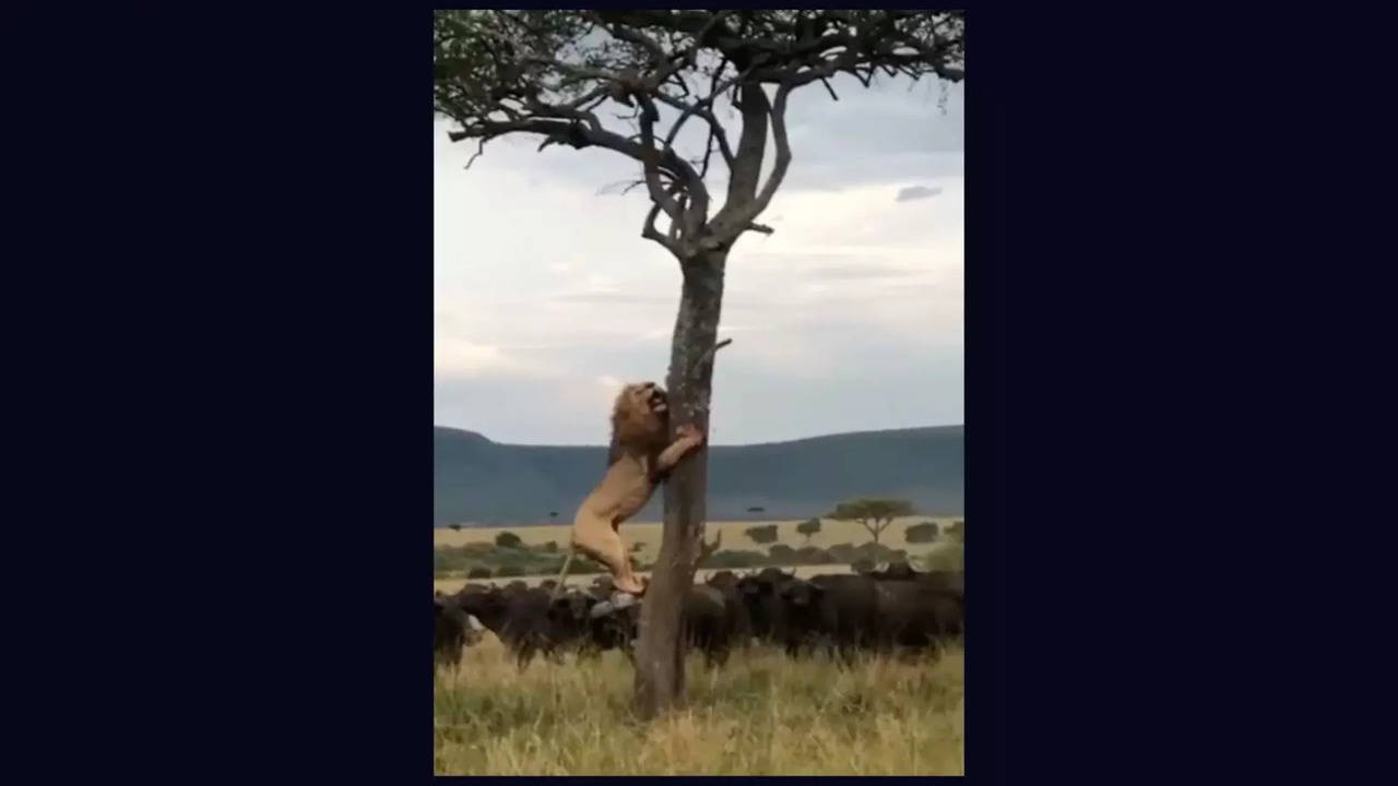 The apex predator clings to a tree with a gang of buffalo in distance | Image courtesy: Instagram