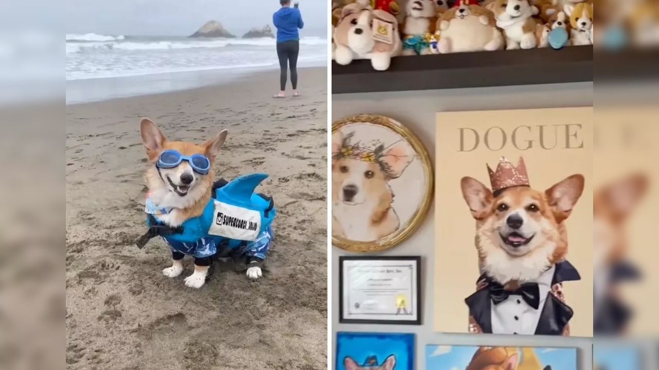 San Diego's 'super corgi' Jojo living his best life | Image: Instagram