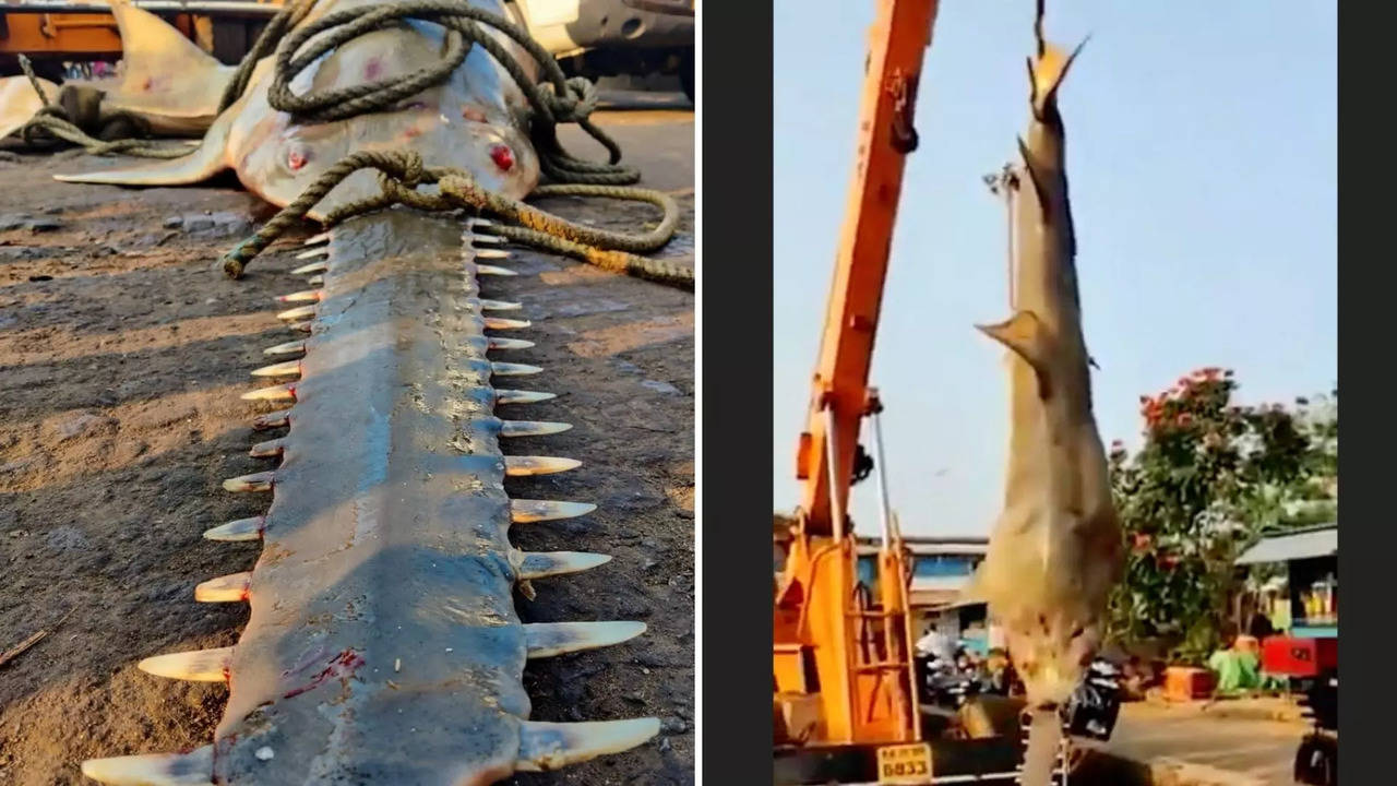 The Largetooth sawfish was allegedly transported to an 'auction area' | Image: Twitter