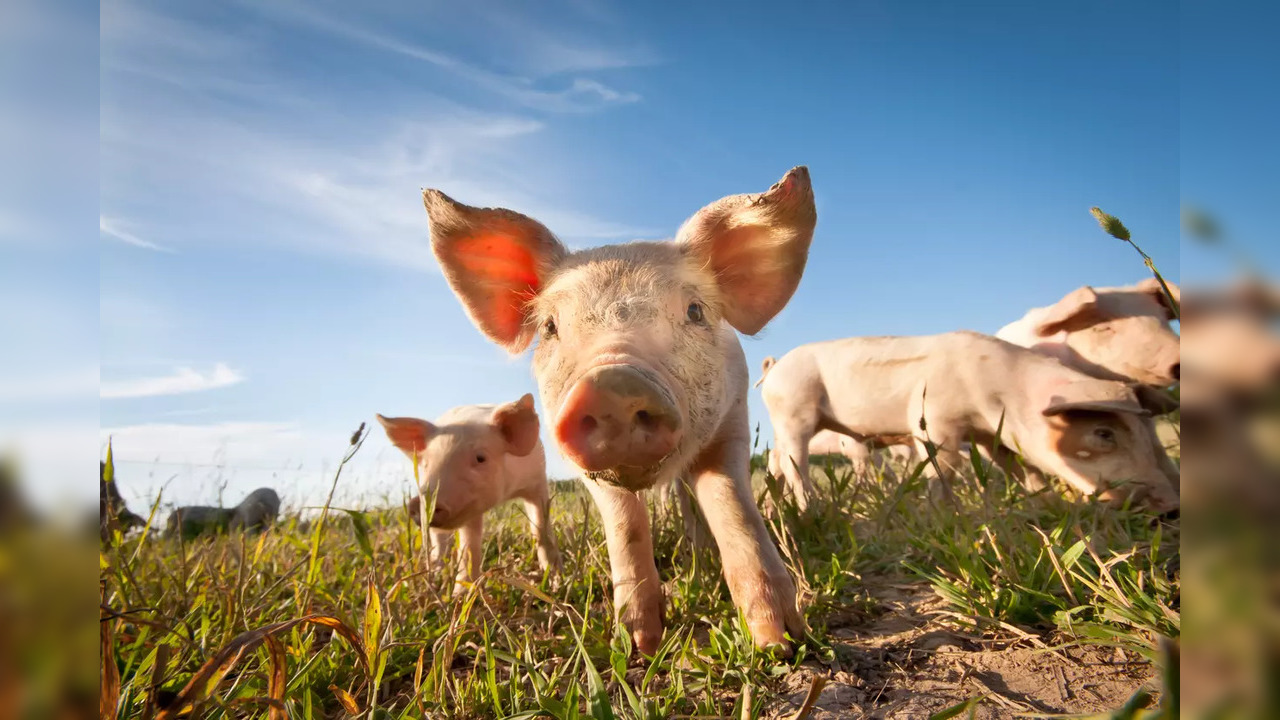 The algorithm can decode whether a pig is experiencing positive or negative emotions | Representative image