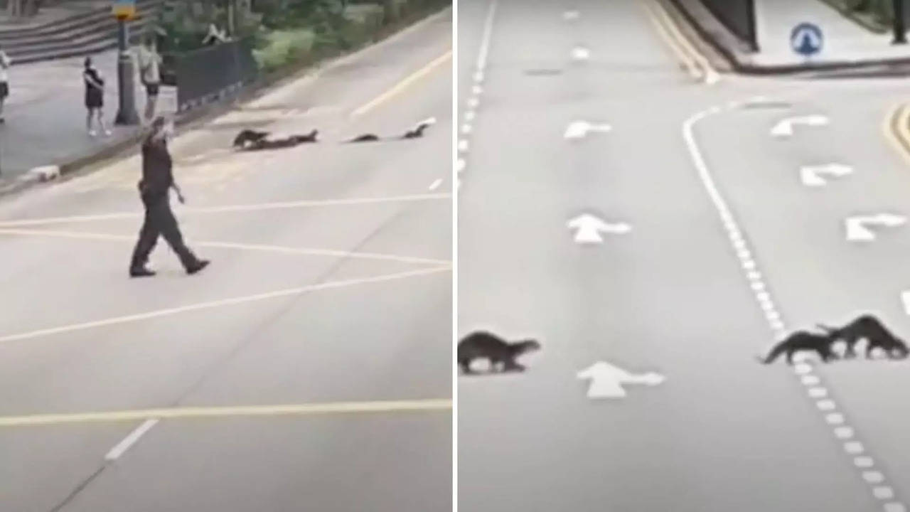 An officer on duty at Istana helps otters cross the road.